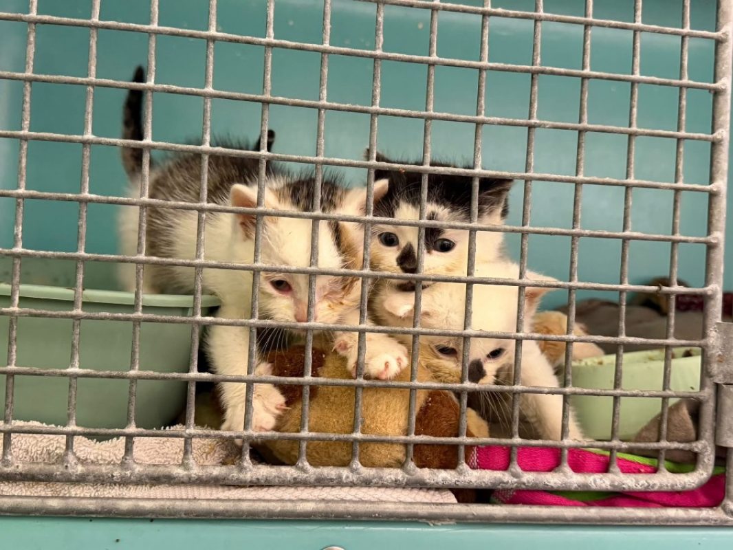 Mewtoo - Chat Européen à adopter
