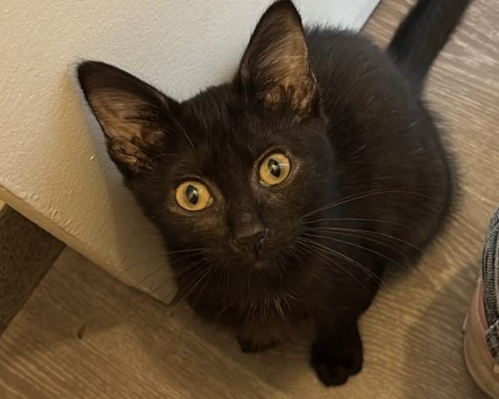 Sepia - Chat Européen à adopter