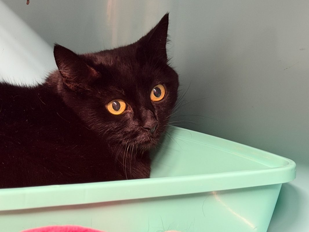 Azia - Chat Européen à adopter