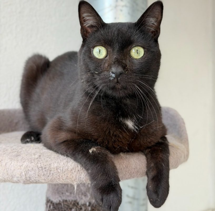 Dijanv - Chat Européen à adopter
