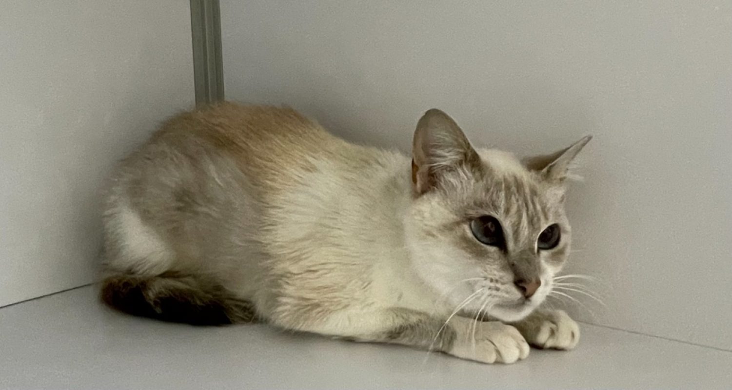 Papillon - Chat Européen à adopter