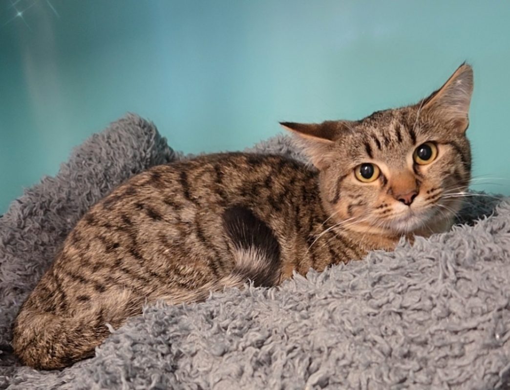 Châle - Chat Européen à adopter