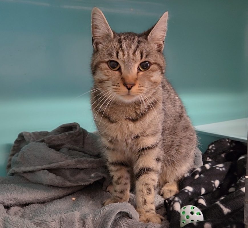 Duvet - Chat Européen à adopter