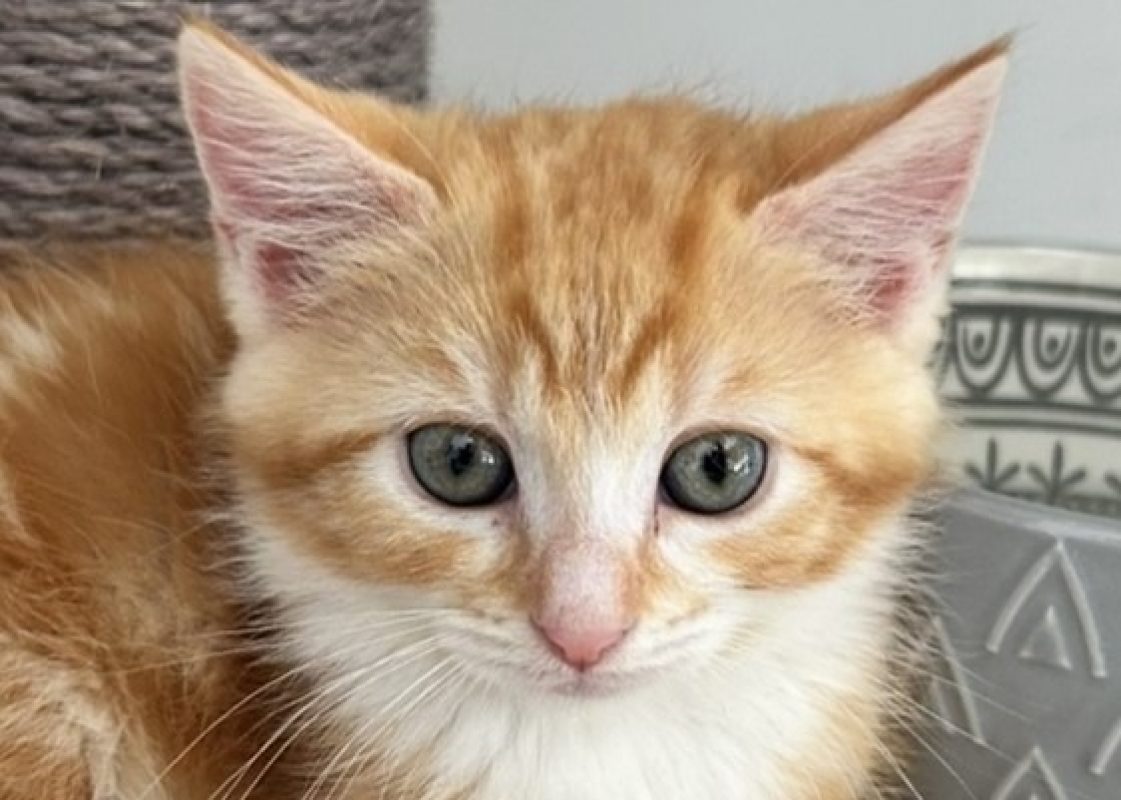 Frangipane - Chat à adopter