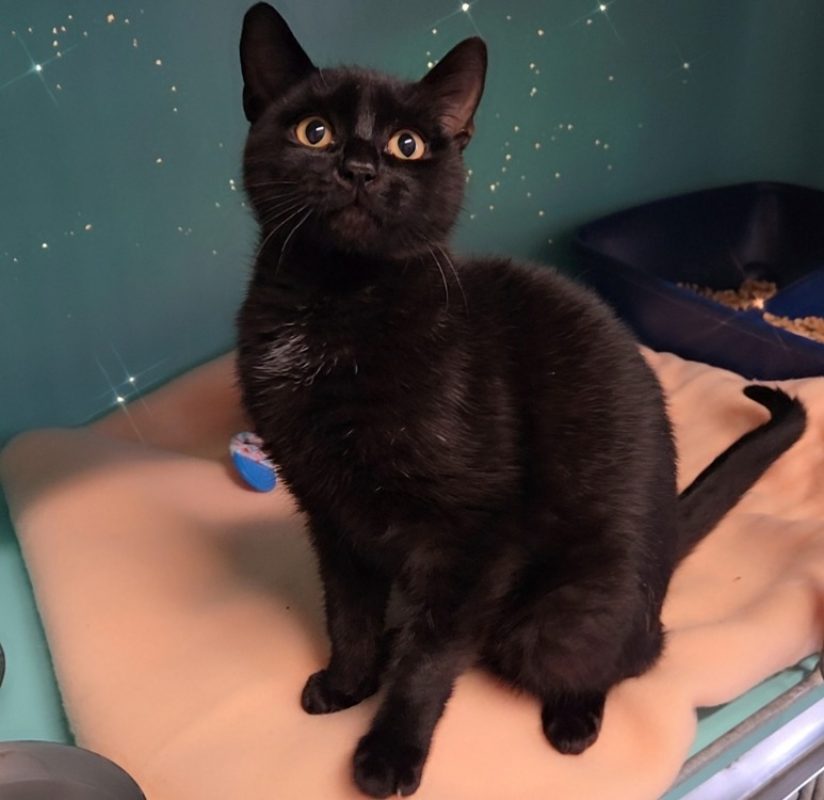 Feather - Chat Européen à adopter