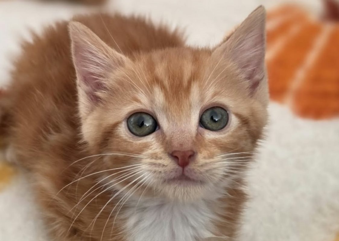 Anglaise - Chat à adopter