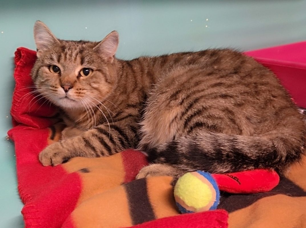 Plume - Chat Européen à adopter