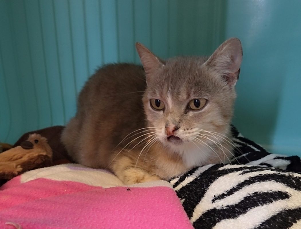 Duchesse - Chat Européen à adopter