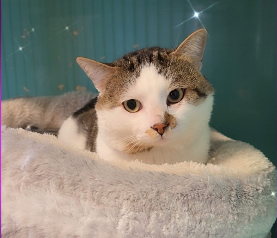 Minou - Chat Européen à adopter
