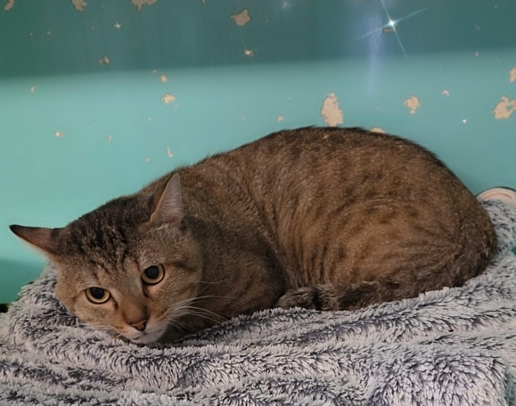 Kratos - Chat Européen à adopter