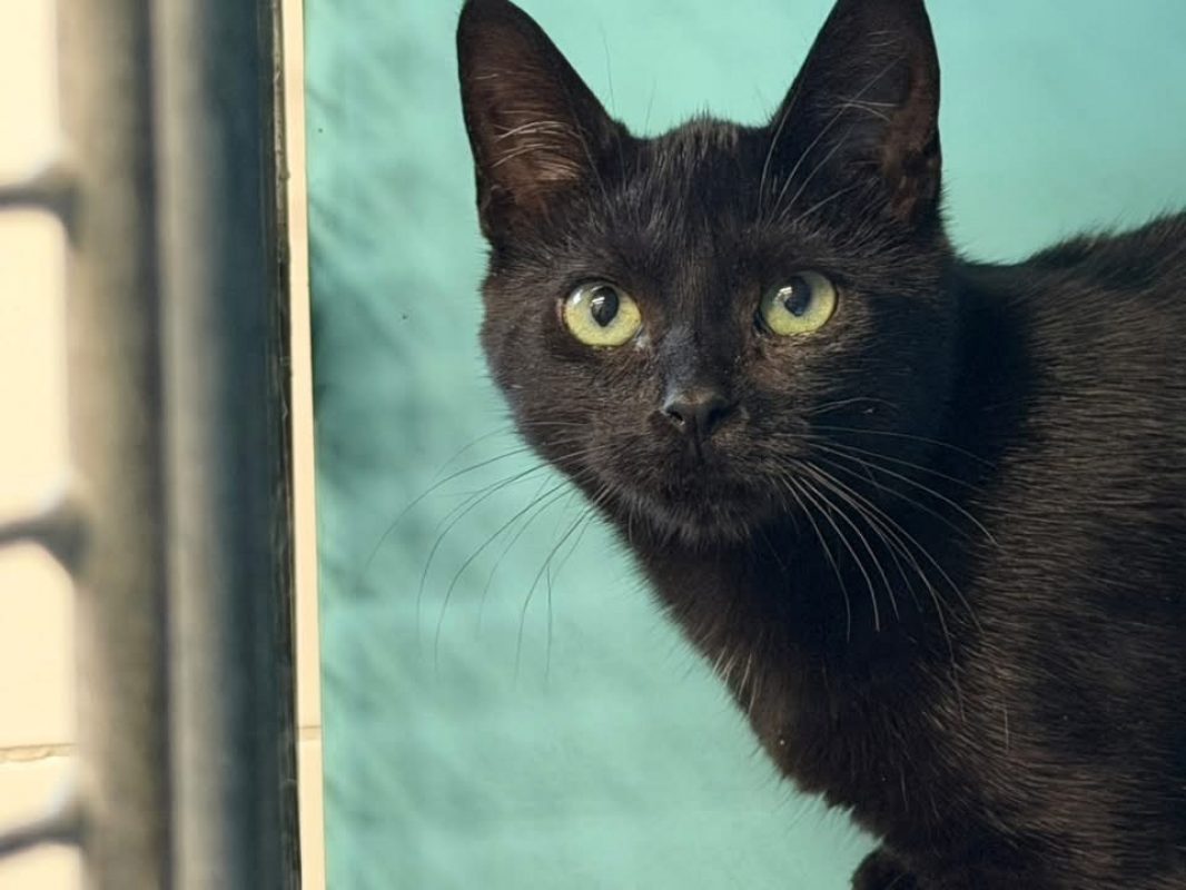 Cyriel - Chat Européen à adopter