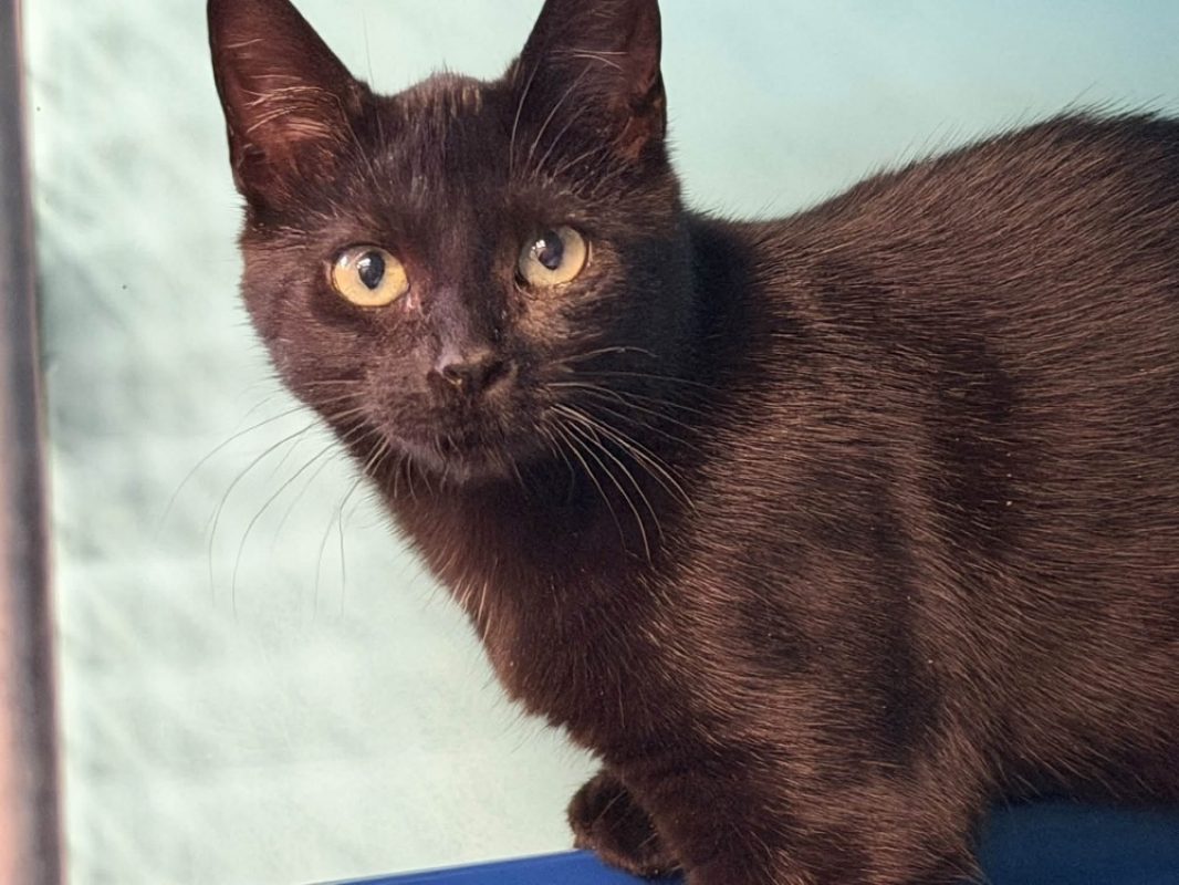 Cyriel - Chat Européen à adopter - photo 2