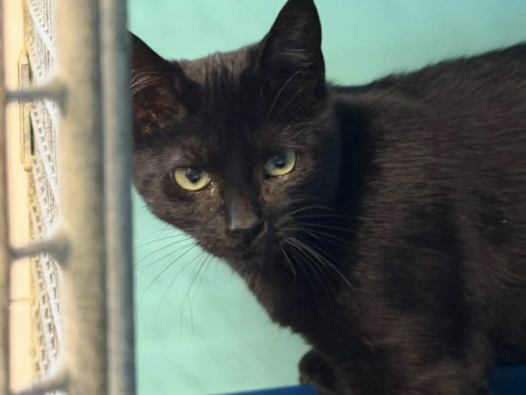 Cyriel - Chat Européen à adopter - photo 3