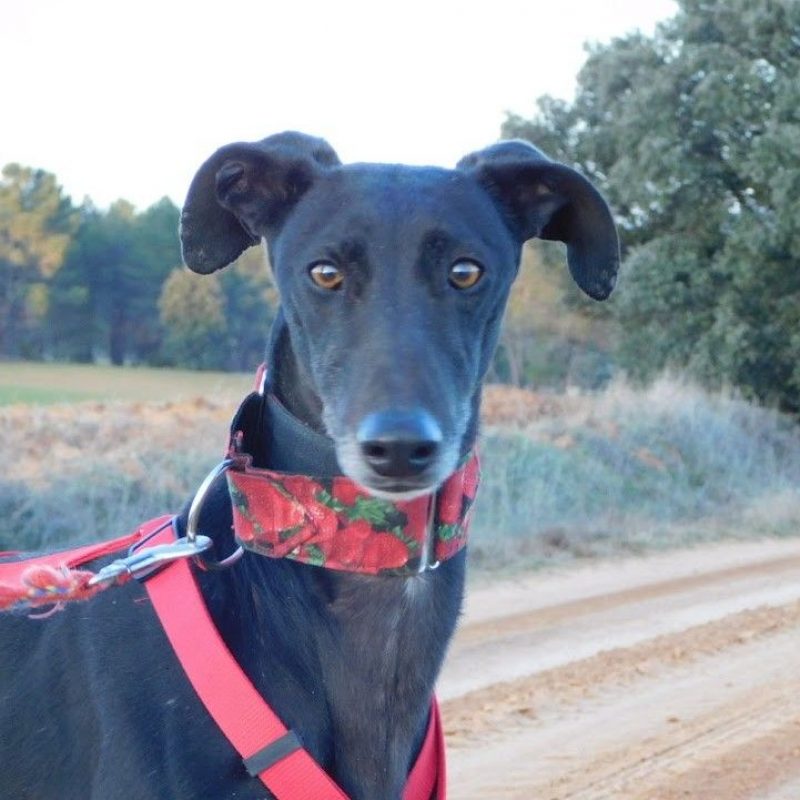 Star - Chien Galgo à adopter