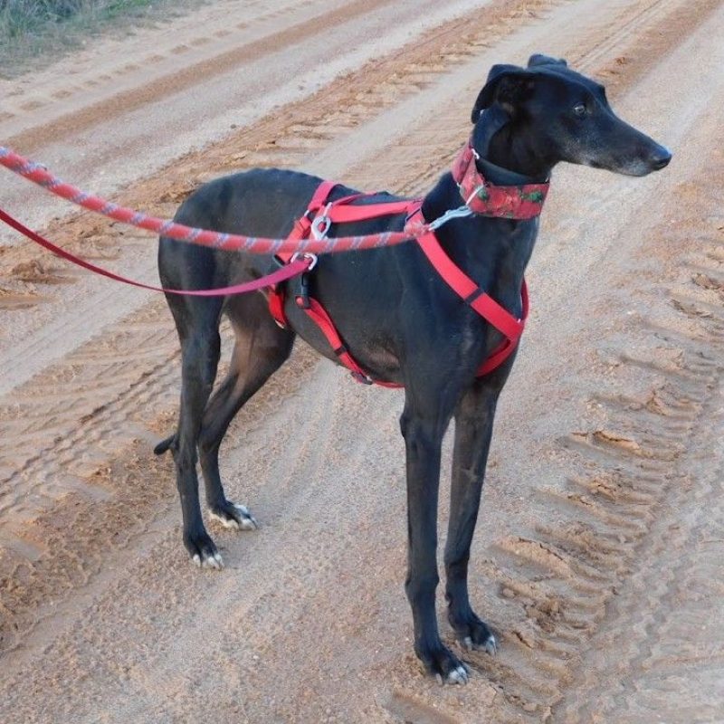 Star - Chien Galgo à adopter - photo 4