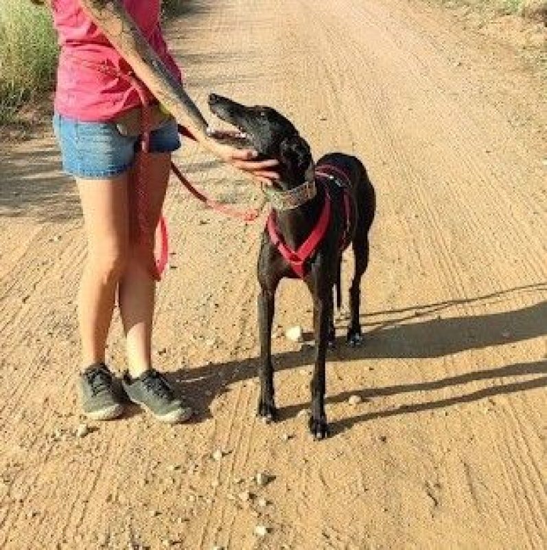 Star - Chien Galgo à adopter - photo 2