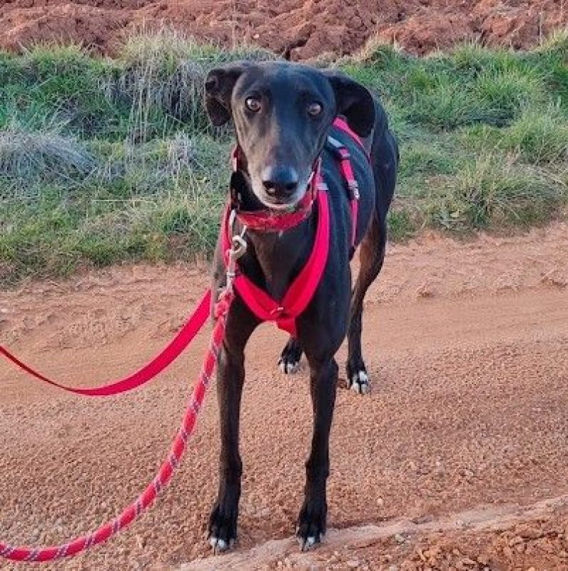 Star - Chien Galgo à adopter - photo 3