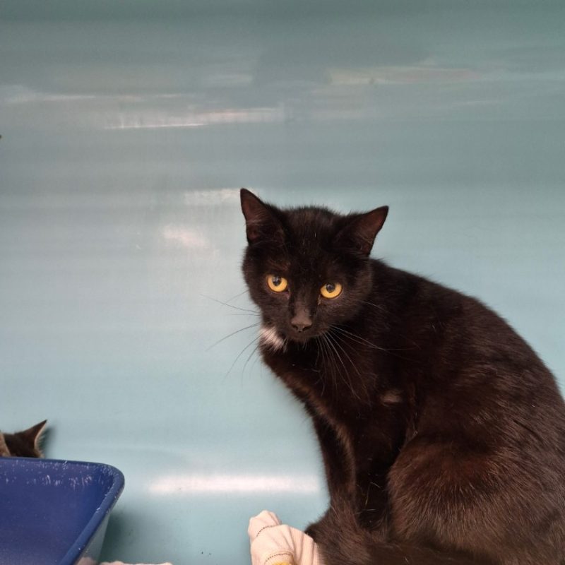 Wacka - Chat Européen à adopter