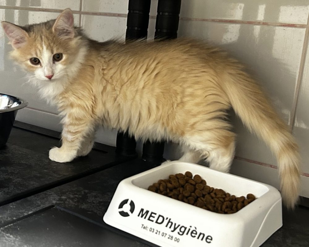 Nougat - Chat Européen à adopter