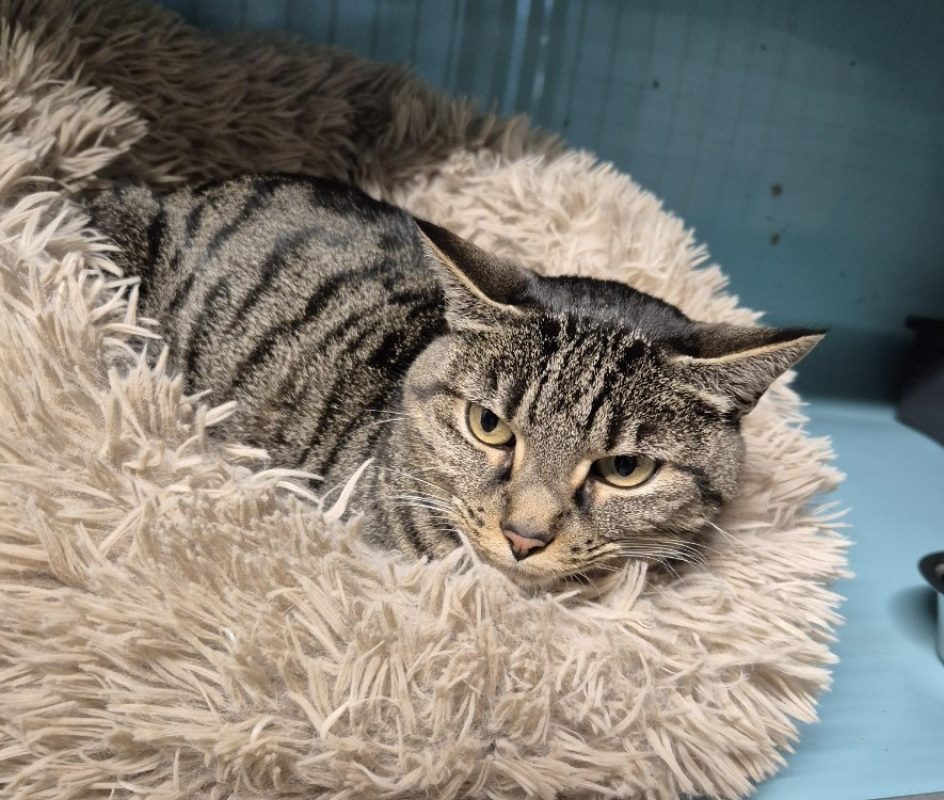 Mimine - Chat Européen à adopter