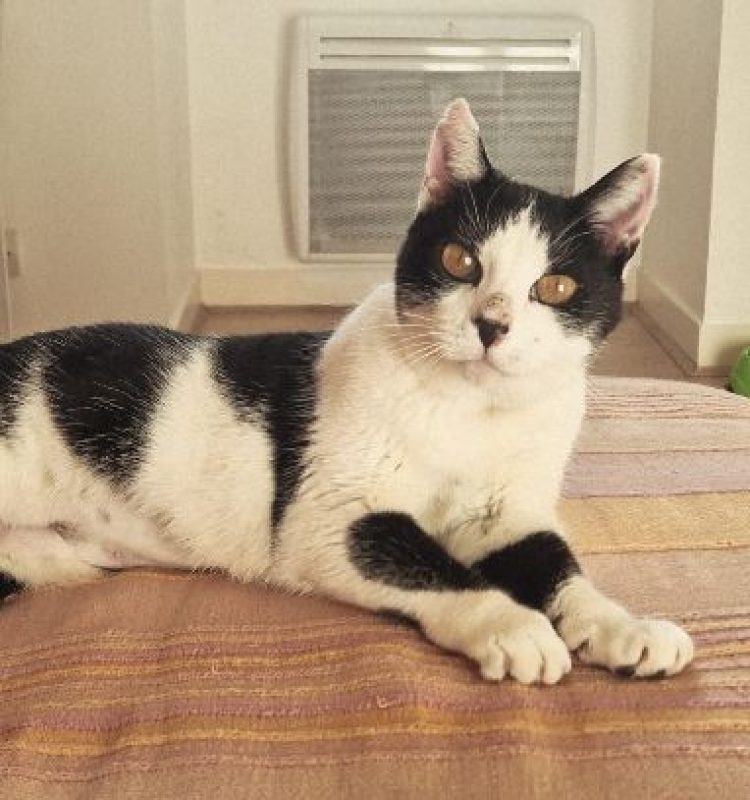Thémis - Chat Européen à adopter - photo 3