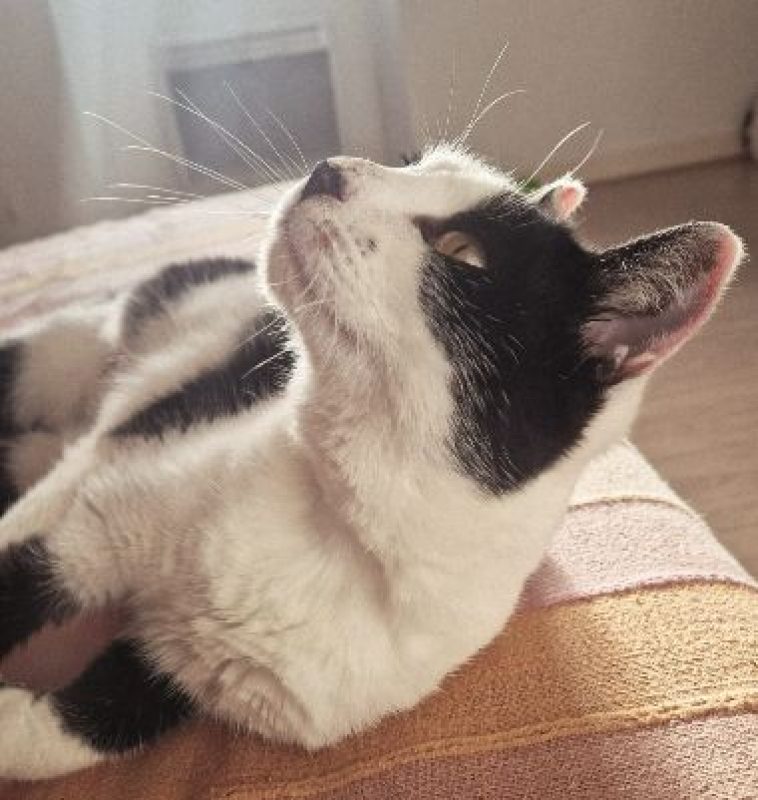 Thémis - Chat Européen à adopter