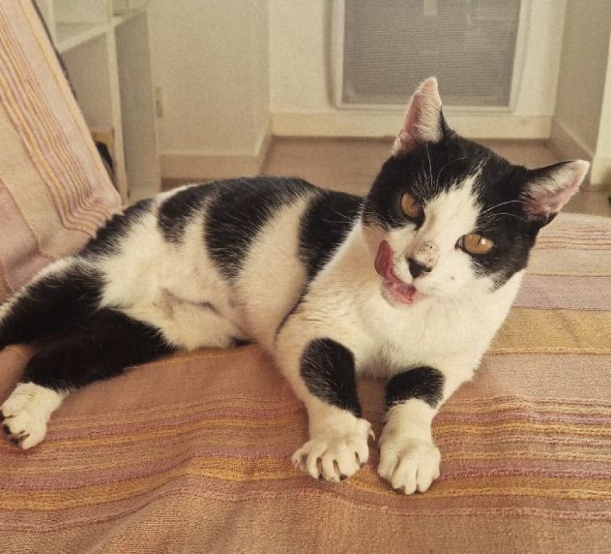 Thémis - Chat Européen à adopter - photo 4