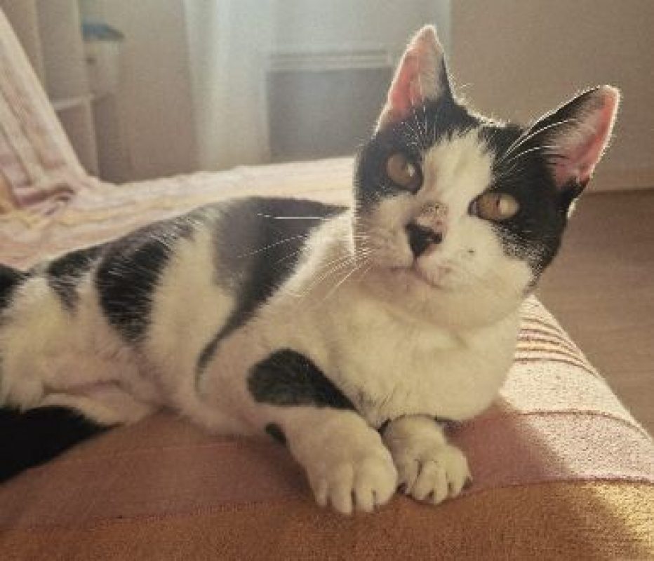 Thémis - Chat Européen à adopter - photo 2