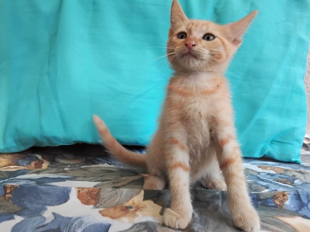 Beets - Chat Européen à adopter