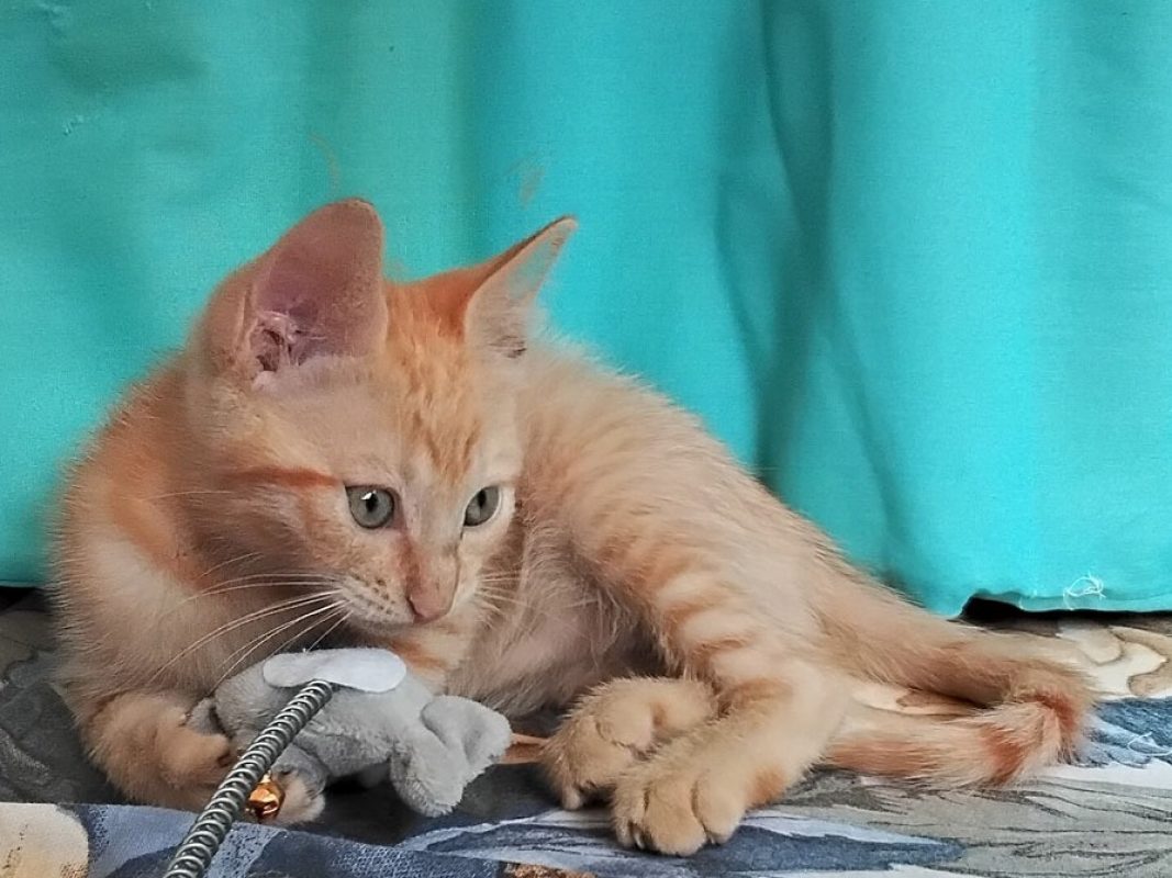Beets - Chat Européen à adopter - photo 2