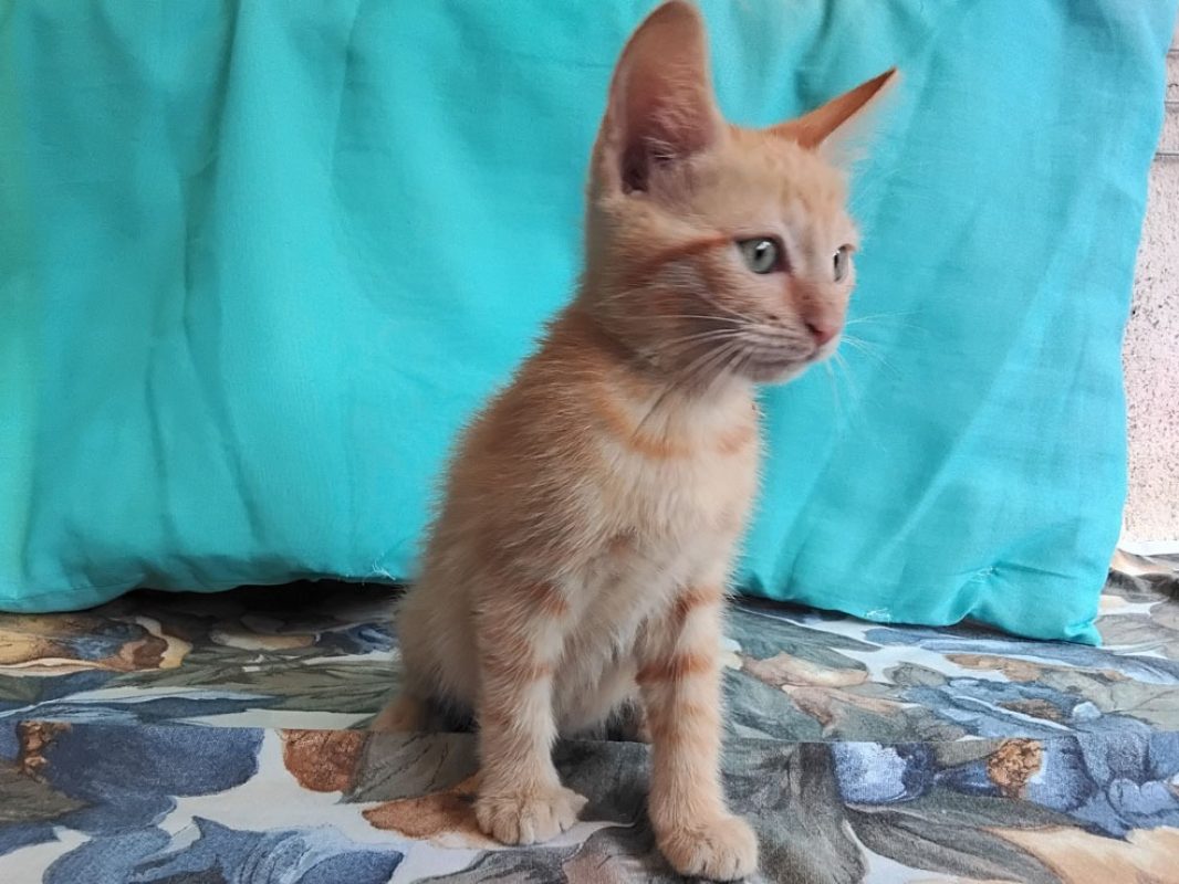 Beets - Chat Européen à adopter - photo 3