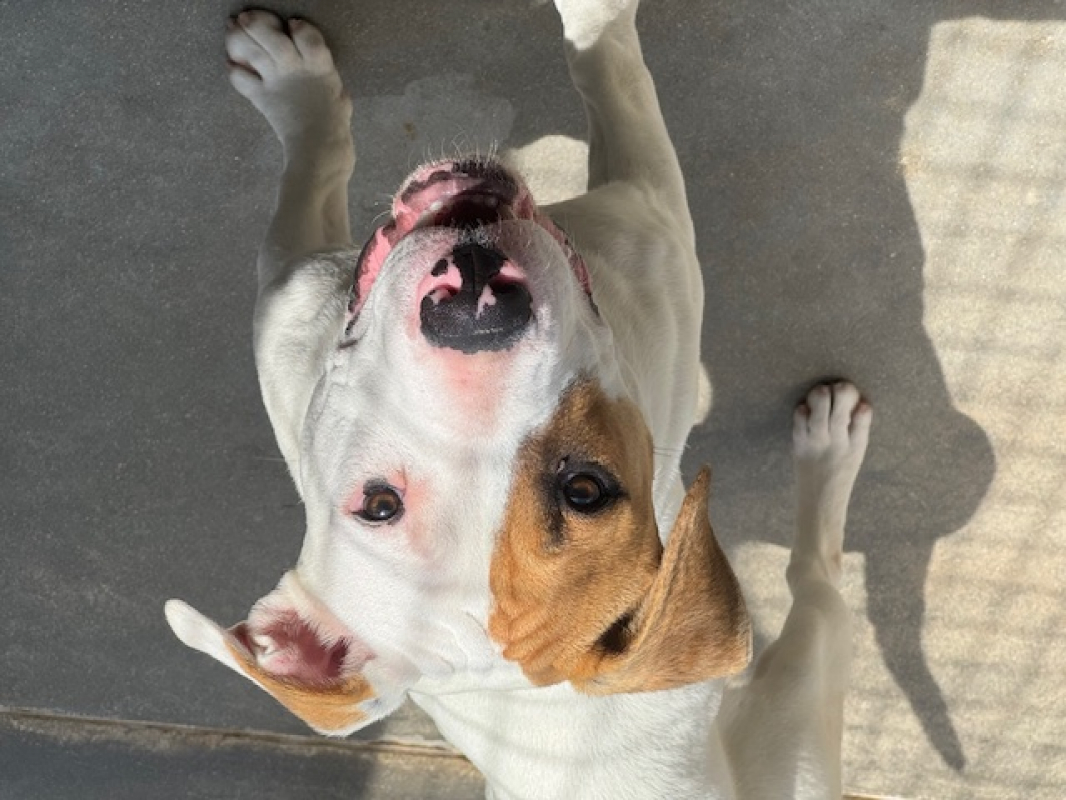 Photo #1 de Nocciolata