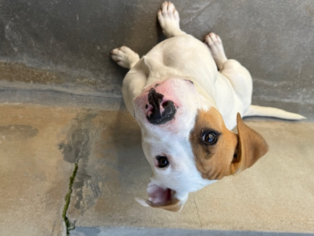 Photo #2 de Nocciolata