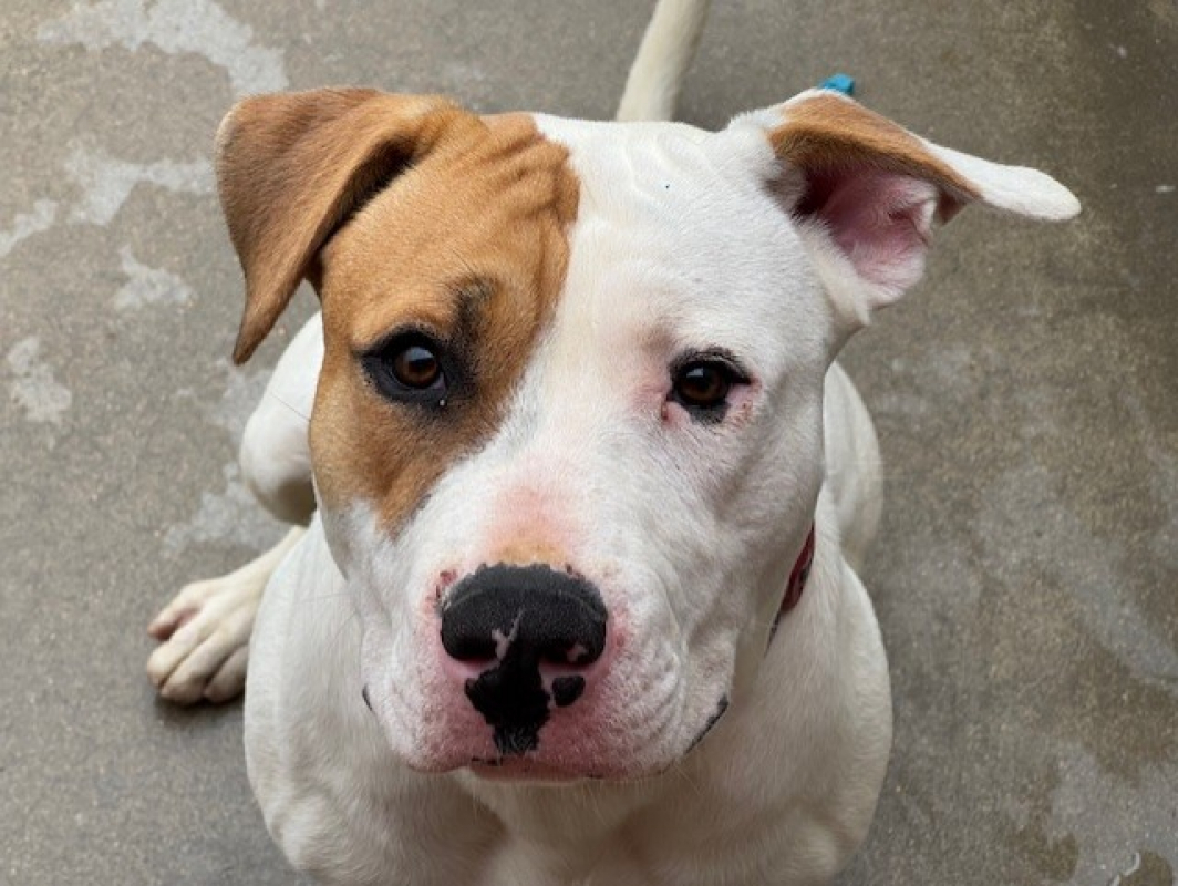 Photo #8 de Nocciolata