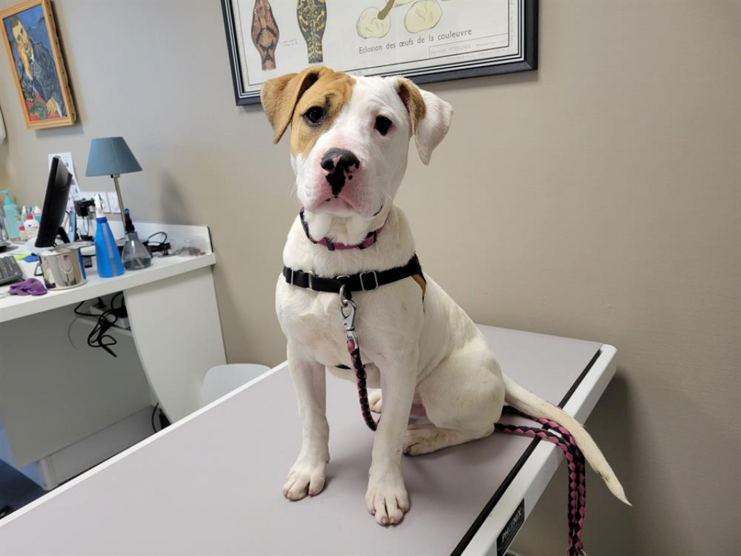 Photo #3 de Nocciolata