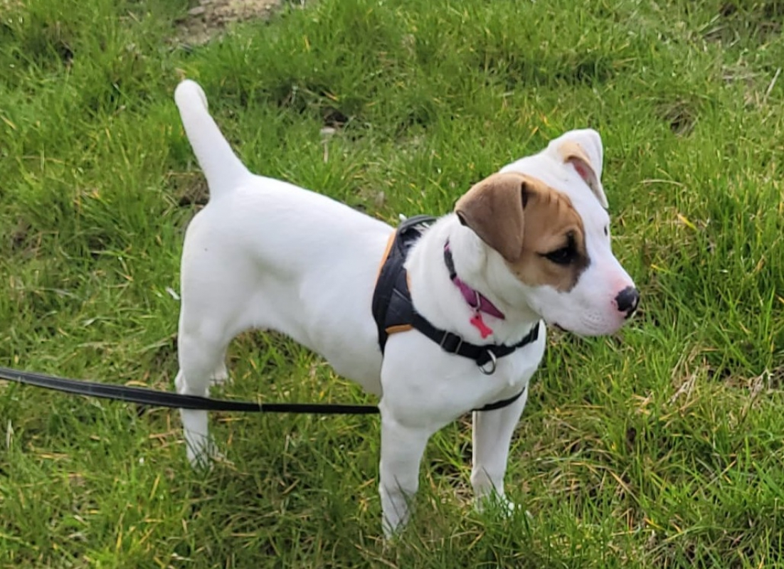 Photo #4 de Nocciolata