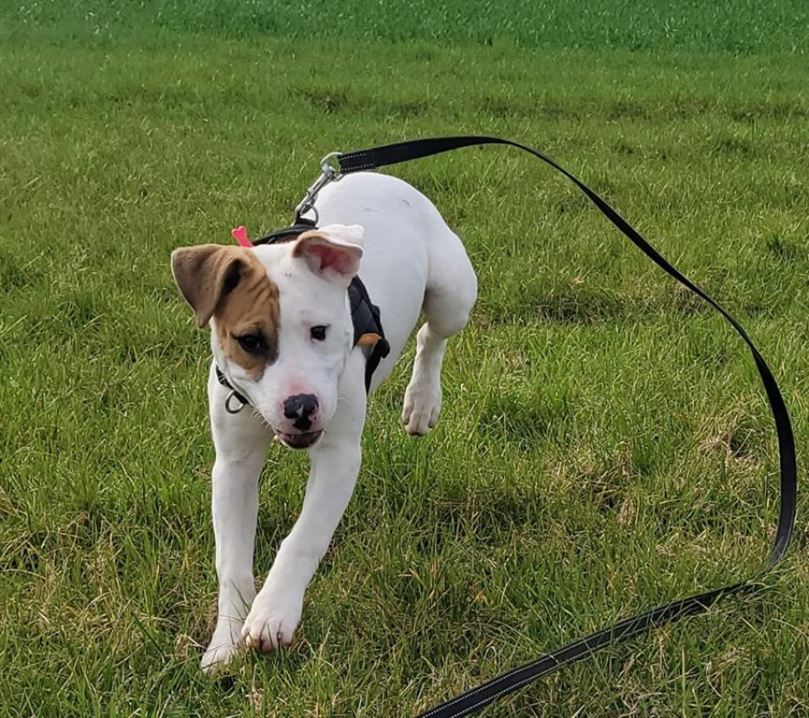 Photo #5 de Nocciolata