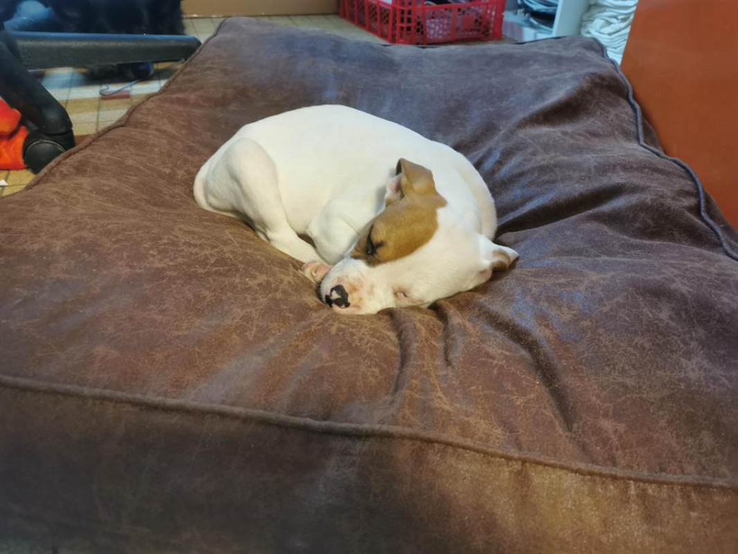 Photo #7 de Nocciolata