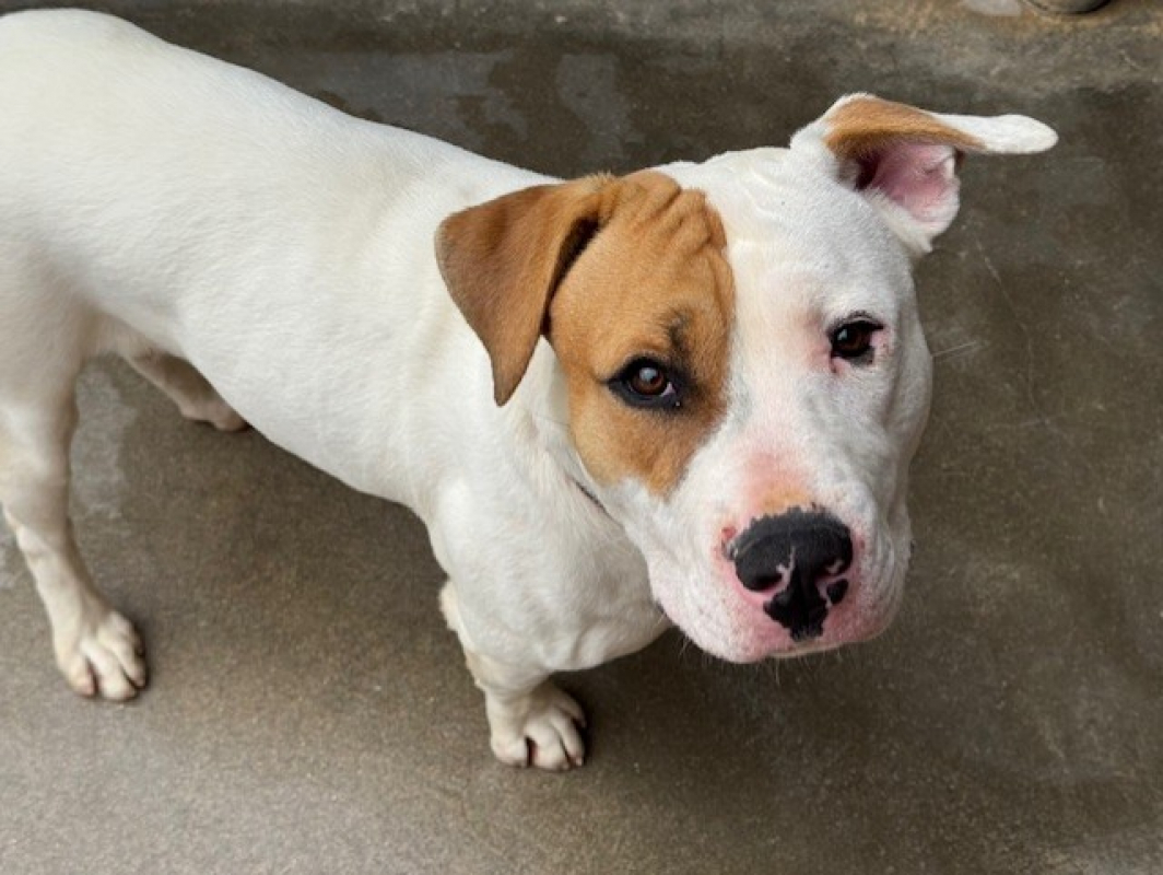 Photo #9 de Nocciolata