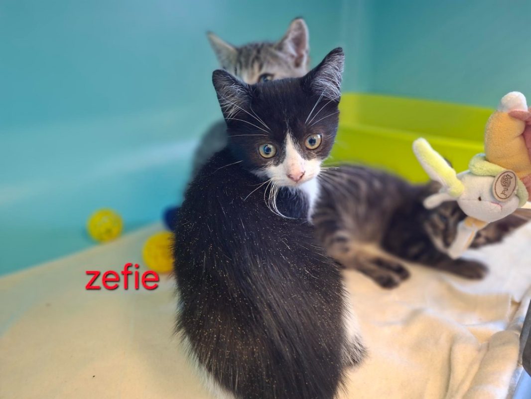Zéfie - Chat Européen à adopter