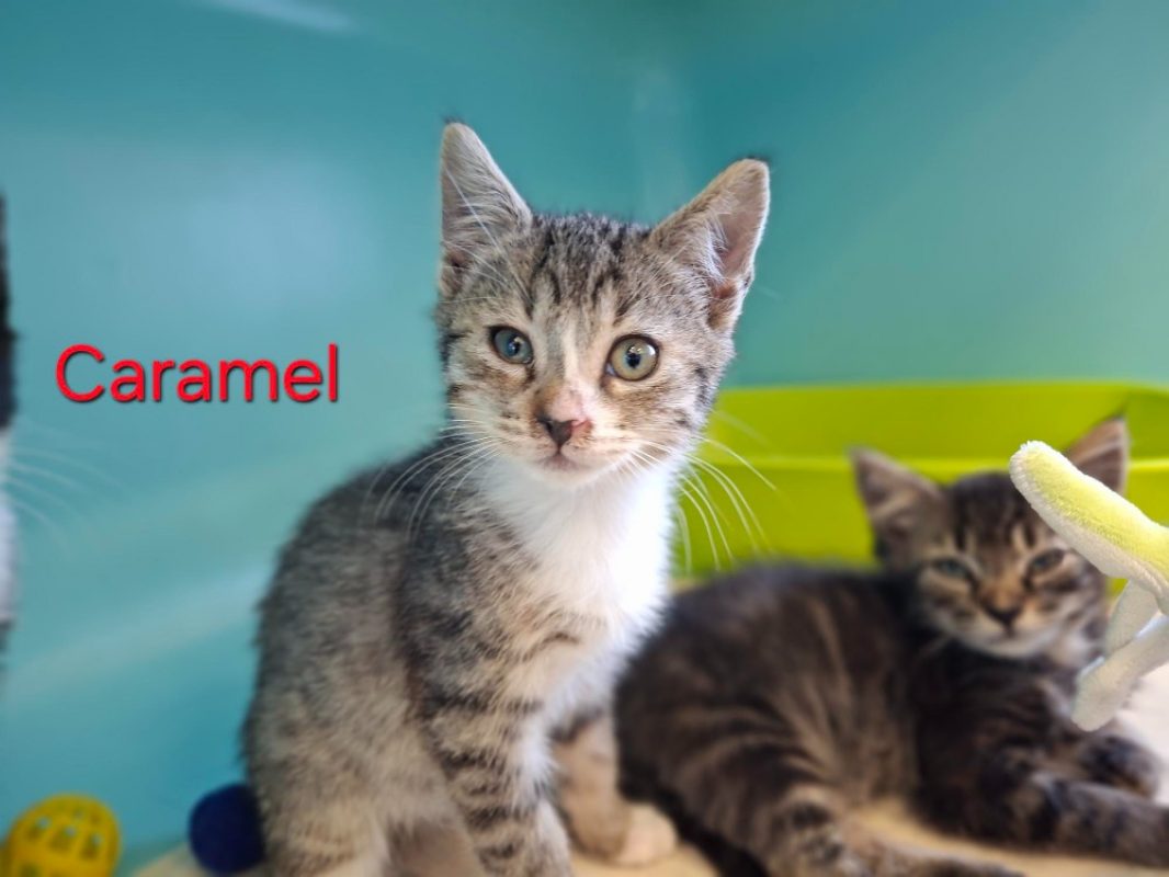 Caramel - Chat Européen à adopter