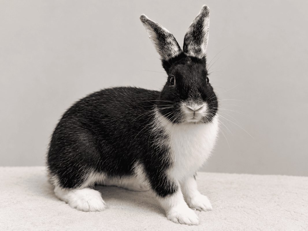 Flop - Rongeur Lapin à adopter