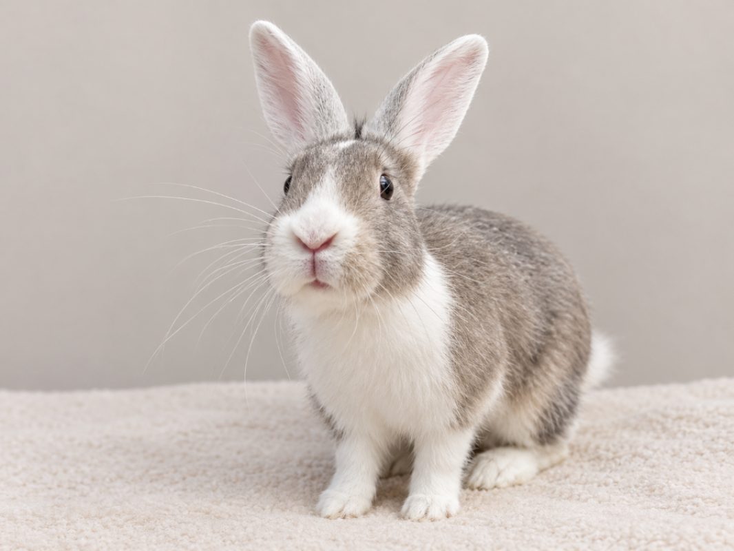 Flap - Rongeur Lapin à adopter