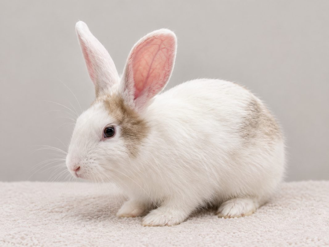 Flip - Rongeur Lapin à adopter