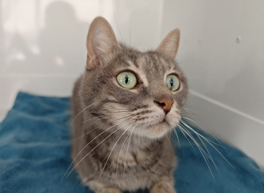 Camilla - Chat Européen à adopter