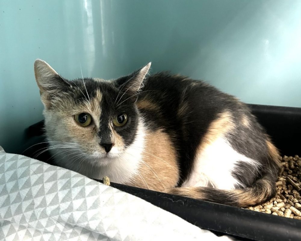 Praline - Chat Européen à adopter