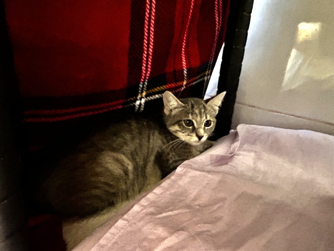 Dragé - Chat Européen à adopter