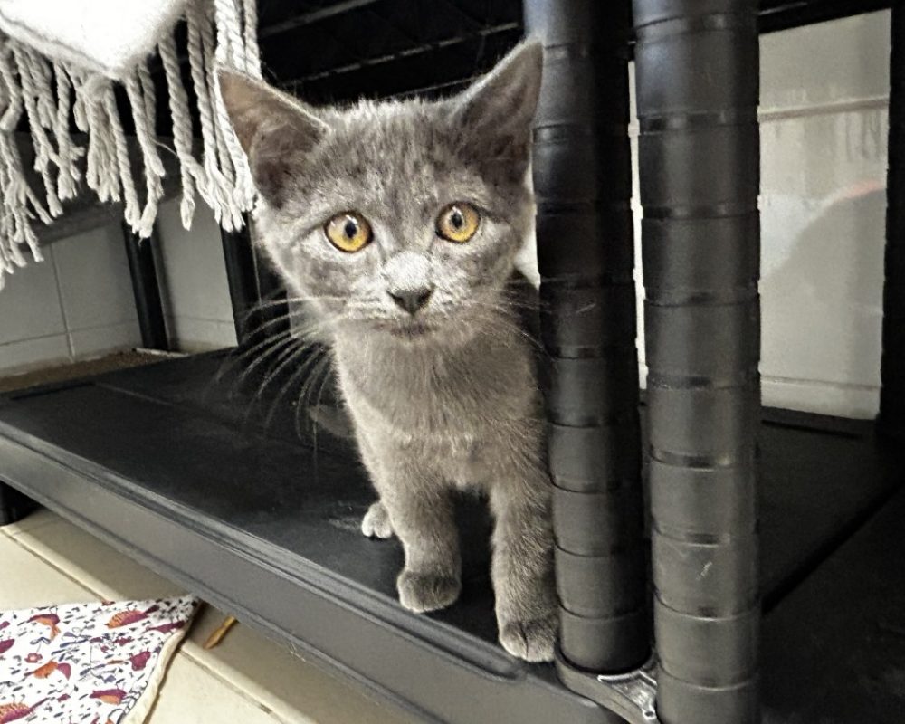 Truffe - Chat Européen à adopter