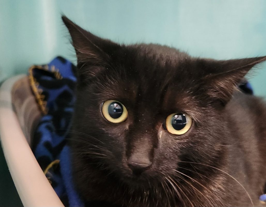 Bel automne - Chat Européen à adopter