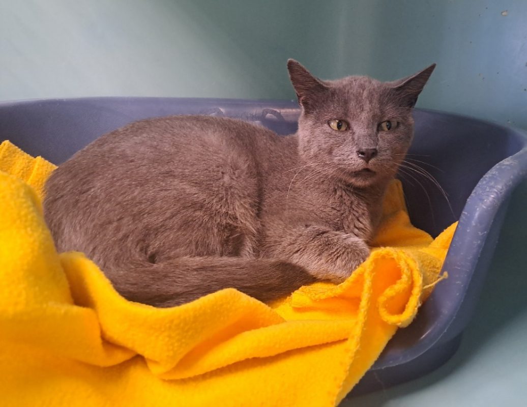 Fangorn - Chat Européen à adopter